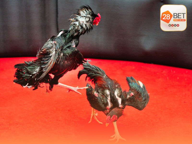 Tại sao kê thủ nên chọn đá gà 28bet để