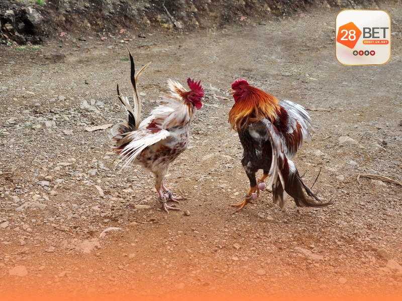 Luật chơi đá gà cựa sắt chi tiết tại trường gà Thomo