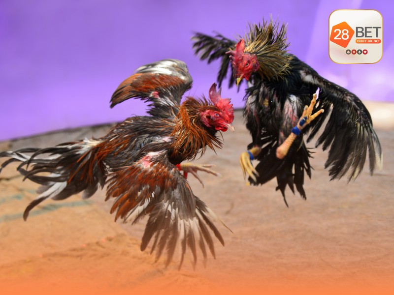 Giới thiệu sảnh cược đá gà 28bet
