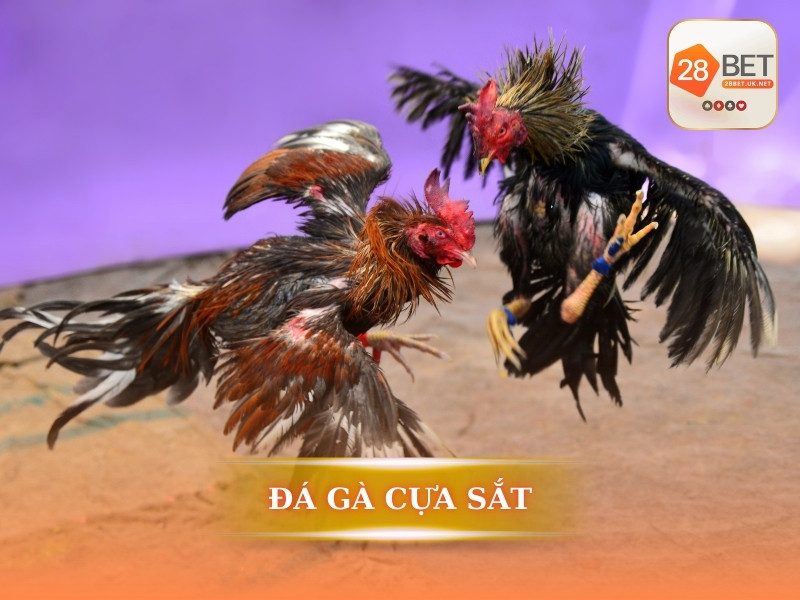 Đá gà cựa sắt là gì?